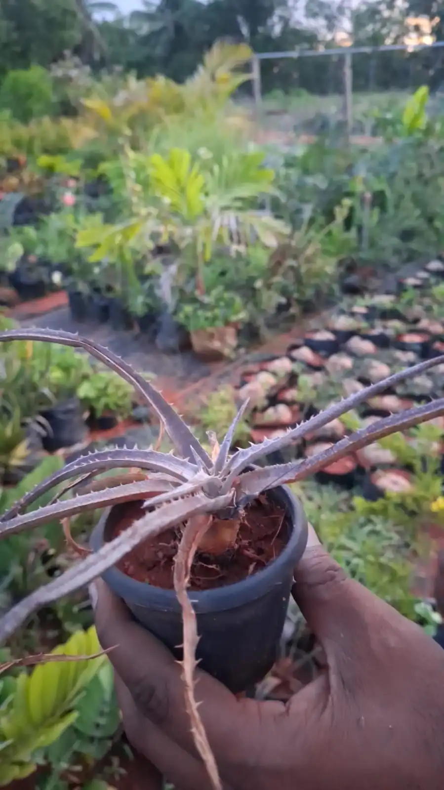 Aloe Vera thumbnail 2