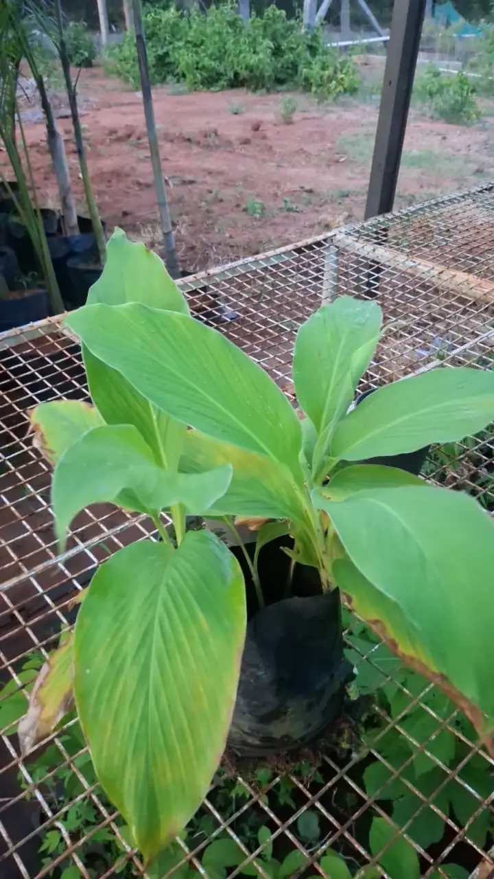 White Turmeric thumbnail 2