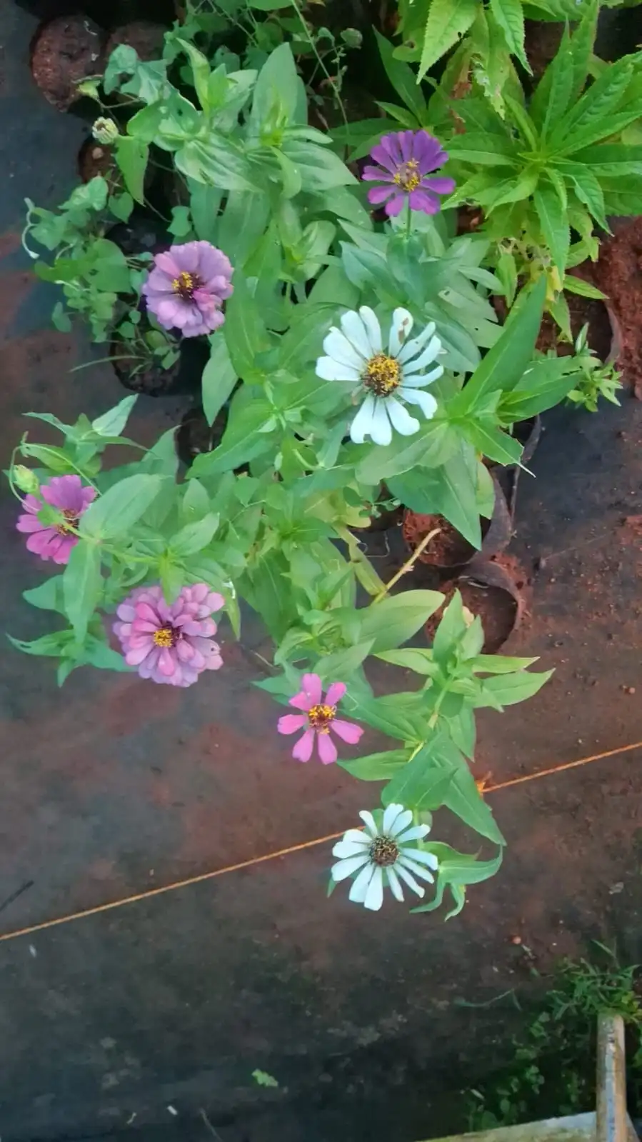 Zinnia thumbnail 2