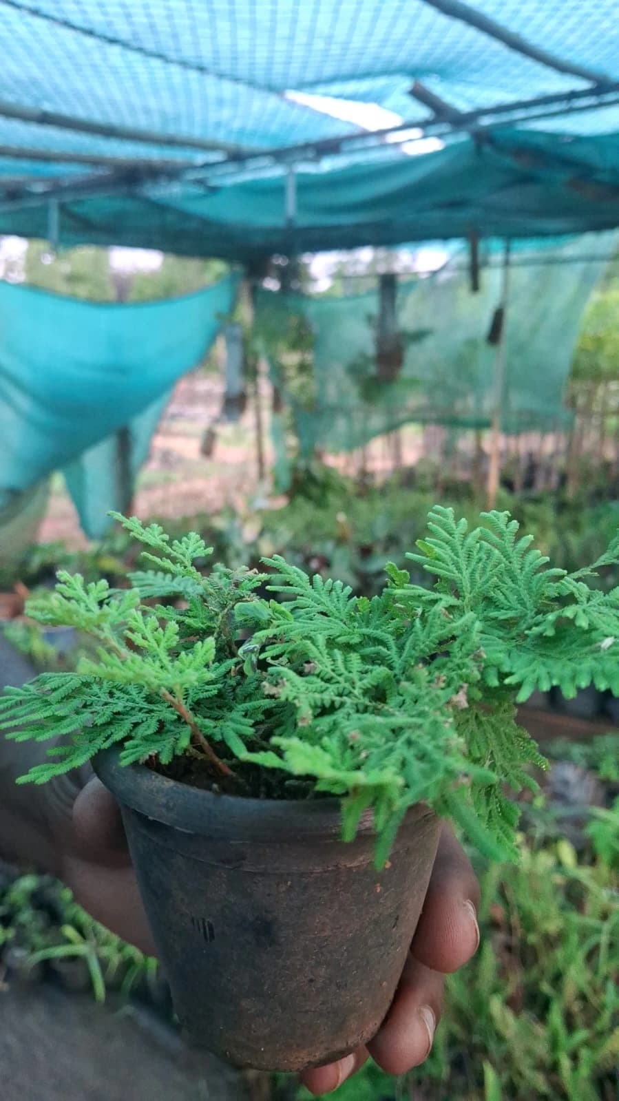 Peacock Fern thumbnail 2