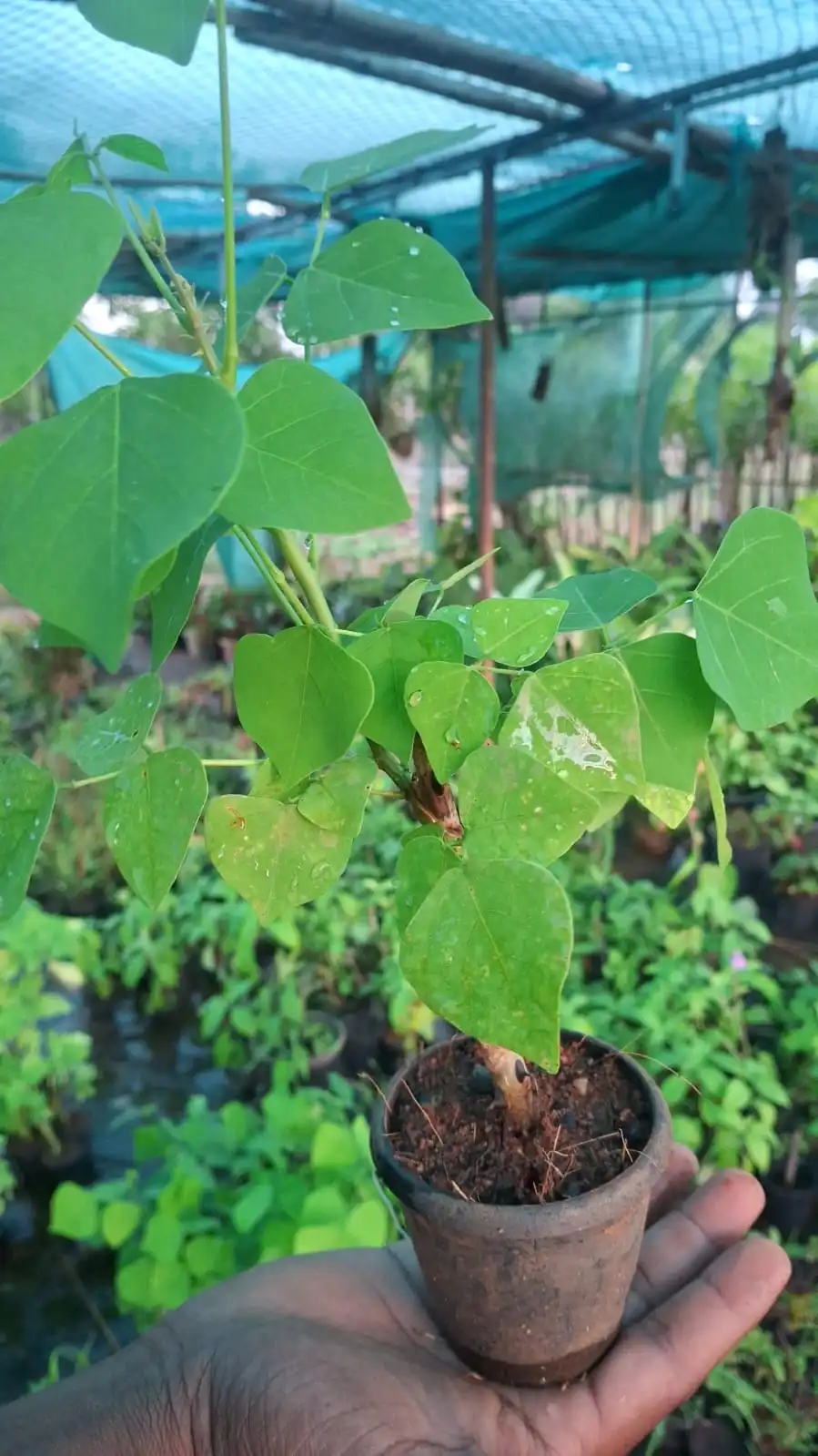 Kalyana Murugai