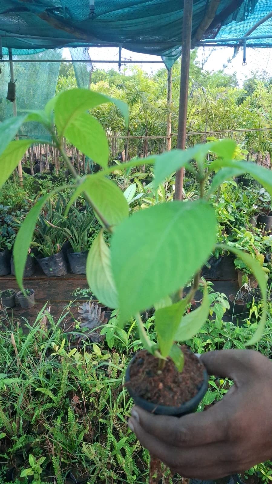Krishna Kanakambaram thumbnail 2
