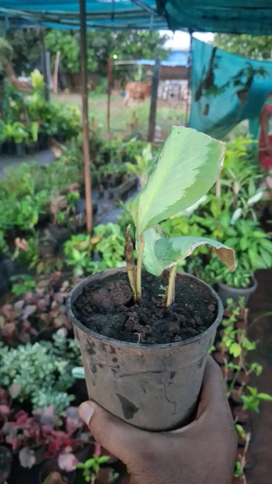 Maranta thumbnail 2