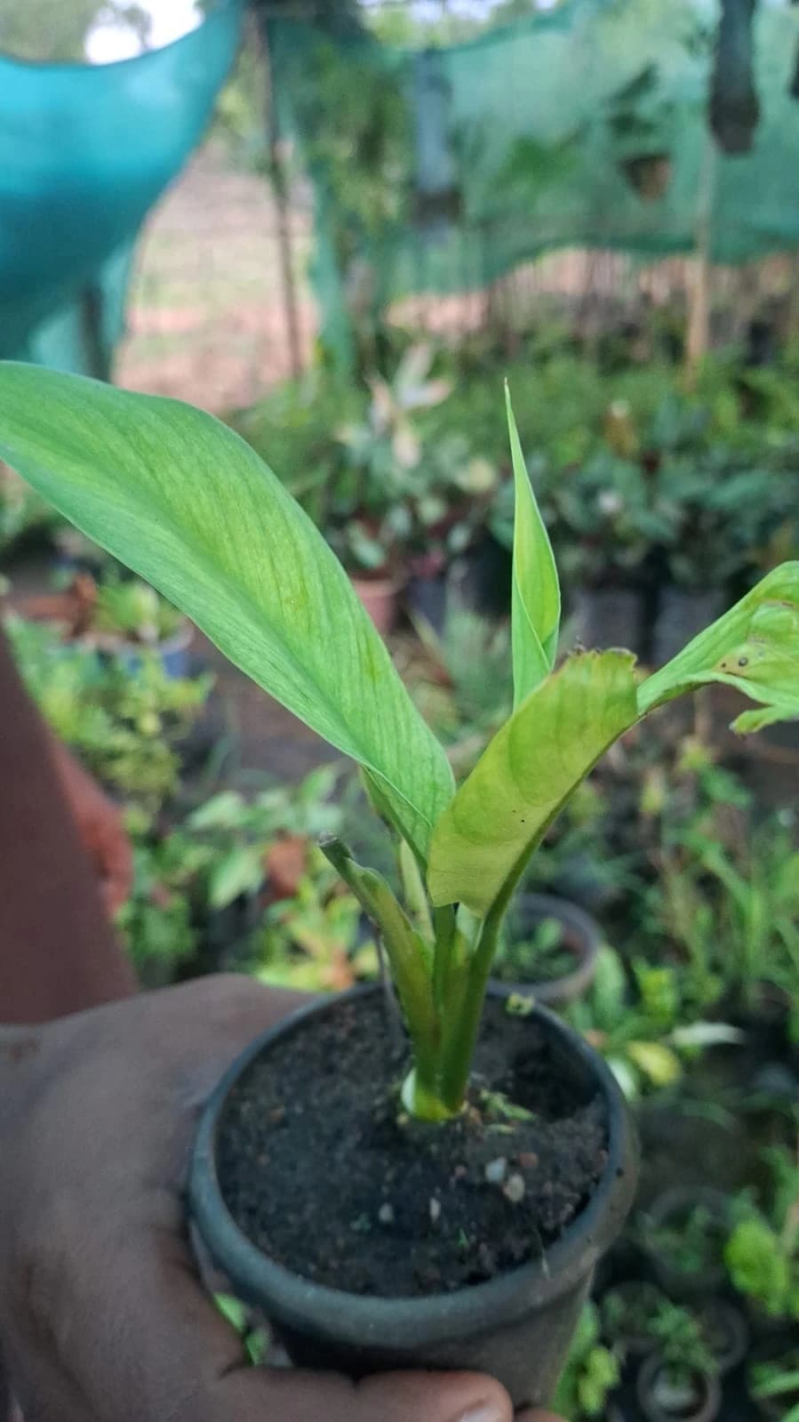 Peace Lily thumbnail 2