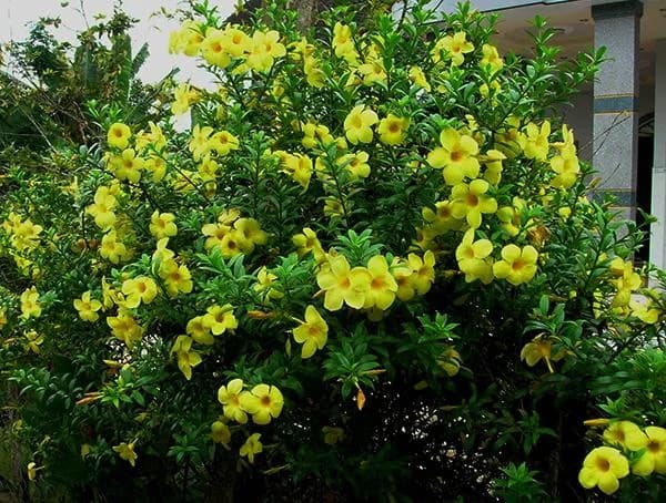 Alamentta Yellow thumbnail 2