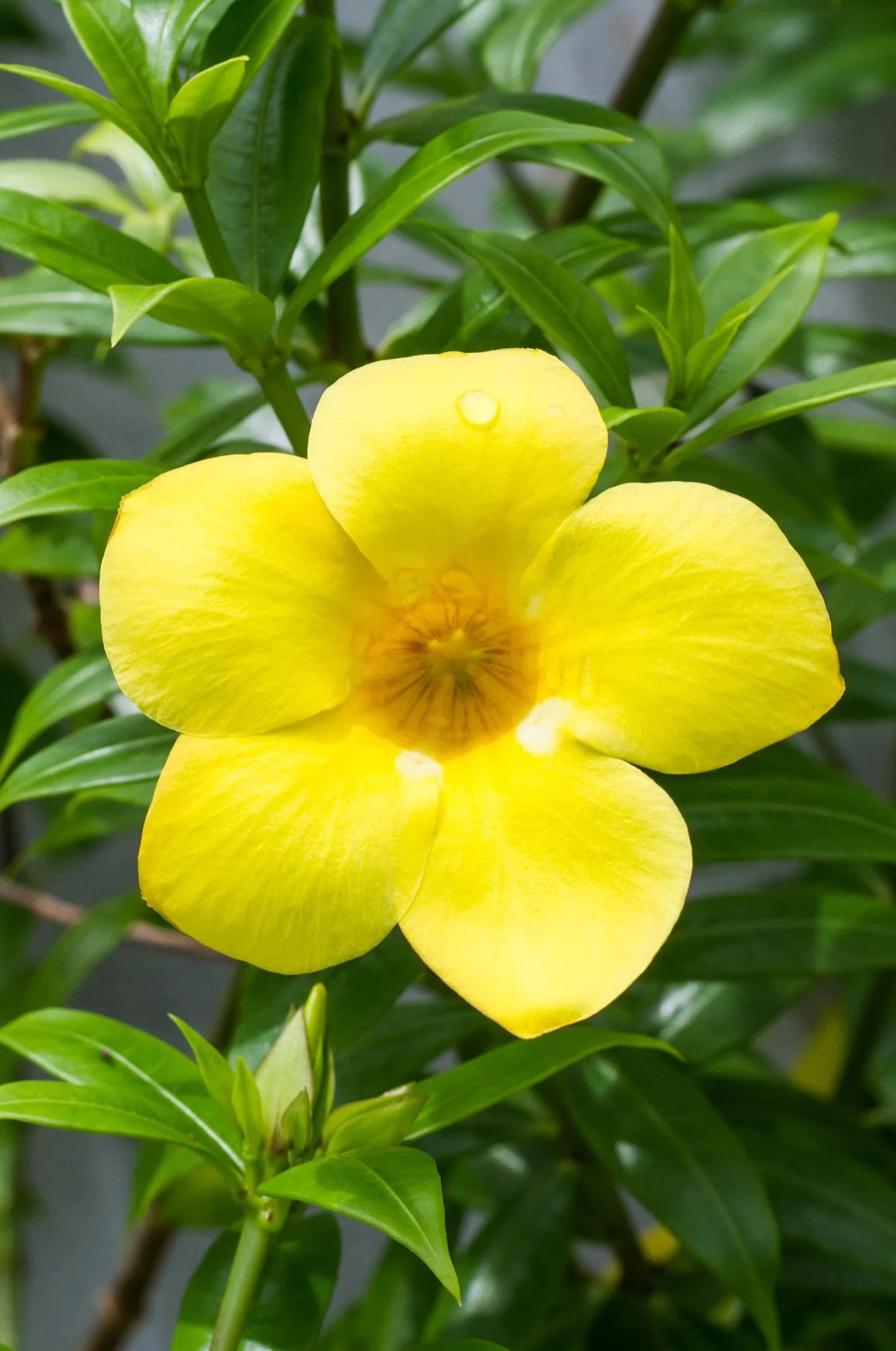 Alamentta Yellow thumbnail 3