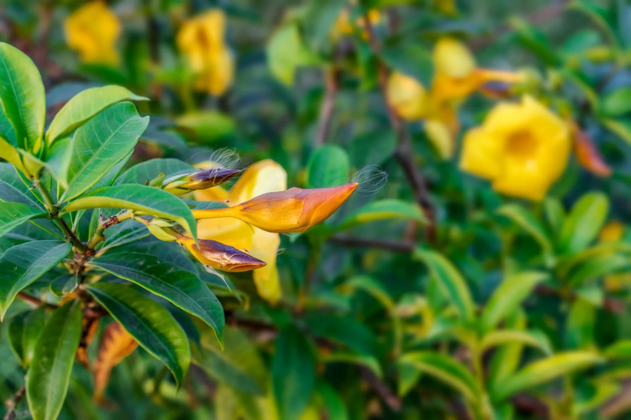 Alamentta Yellow thumbnail 4