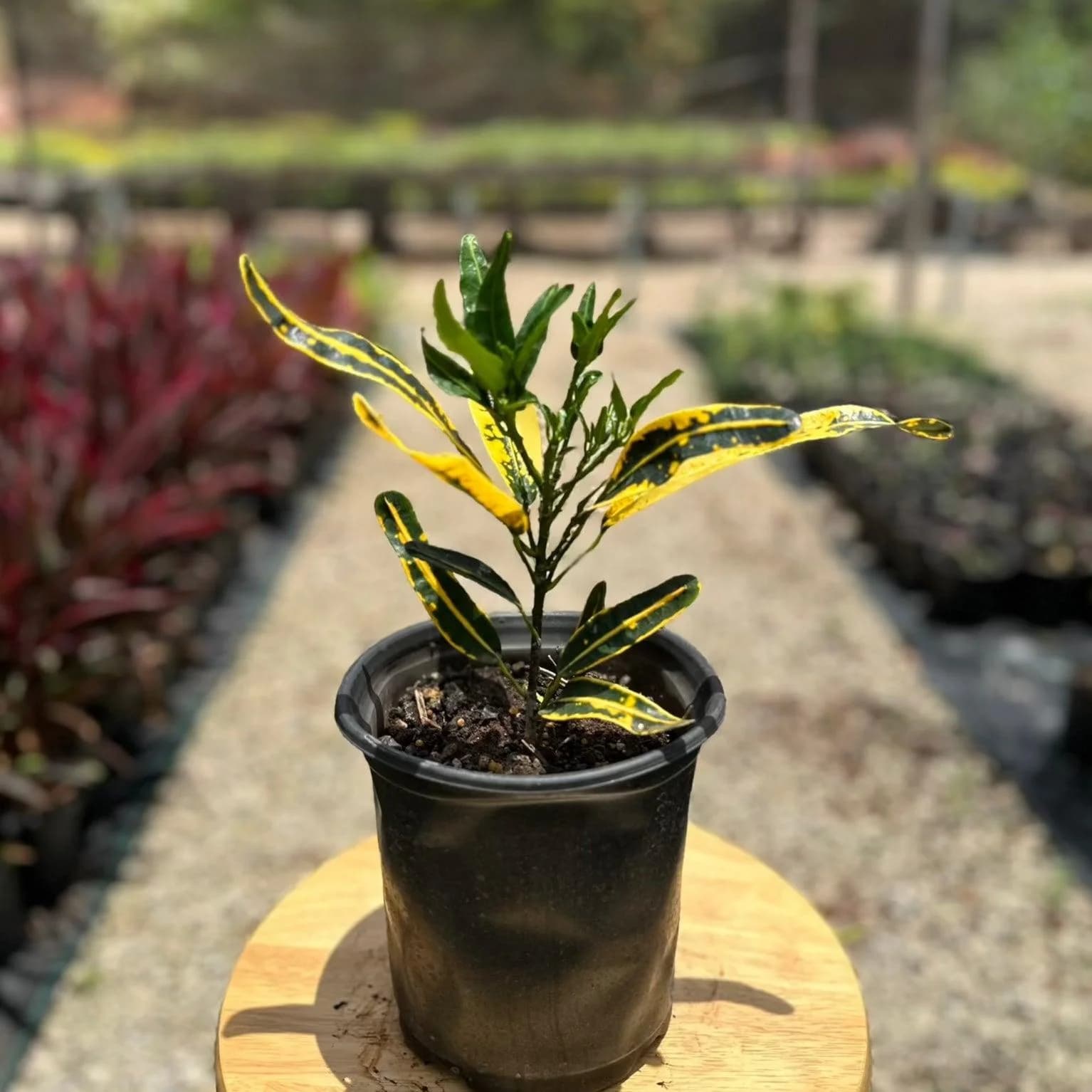 Croton Small thumbnail 6