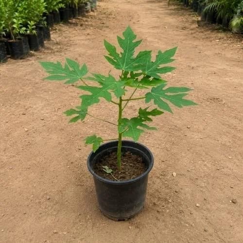 Papaya Ashramam