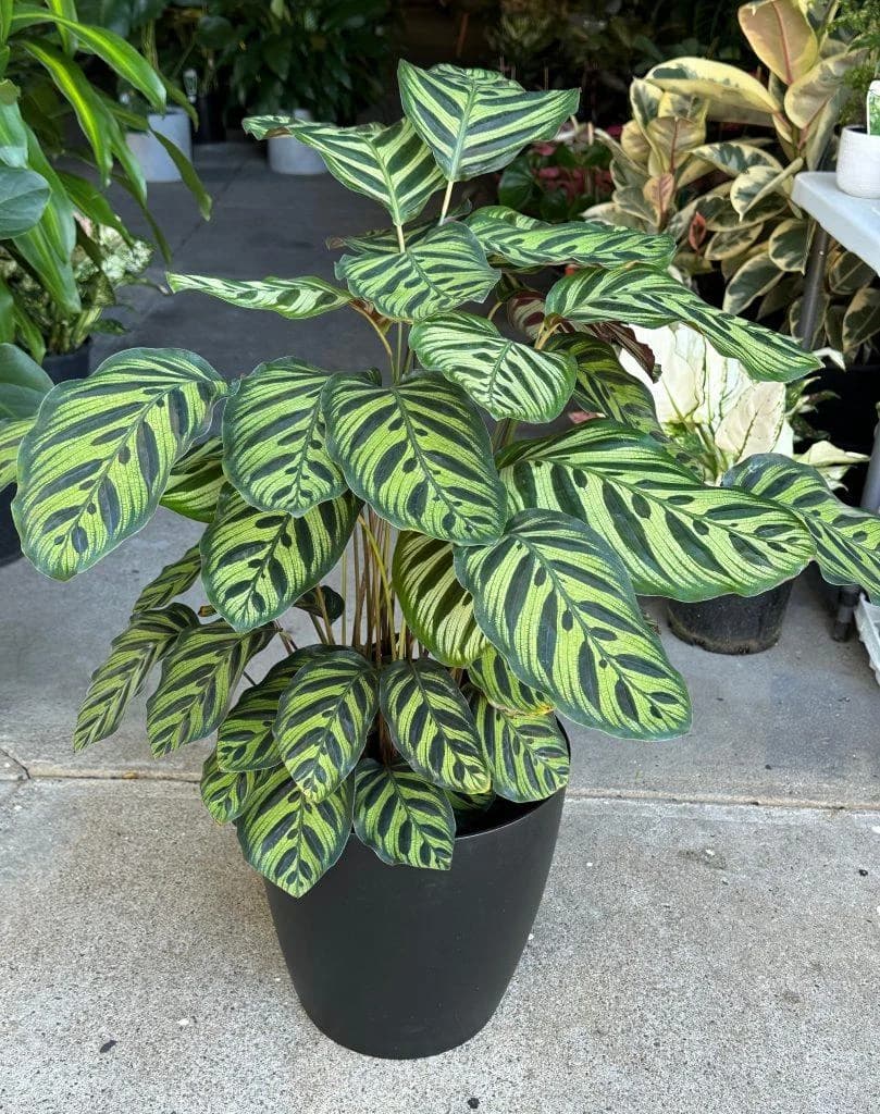 Peacock Plant thumbnail 2