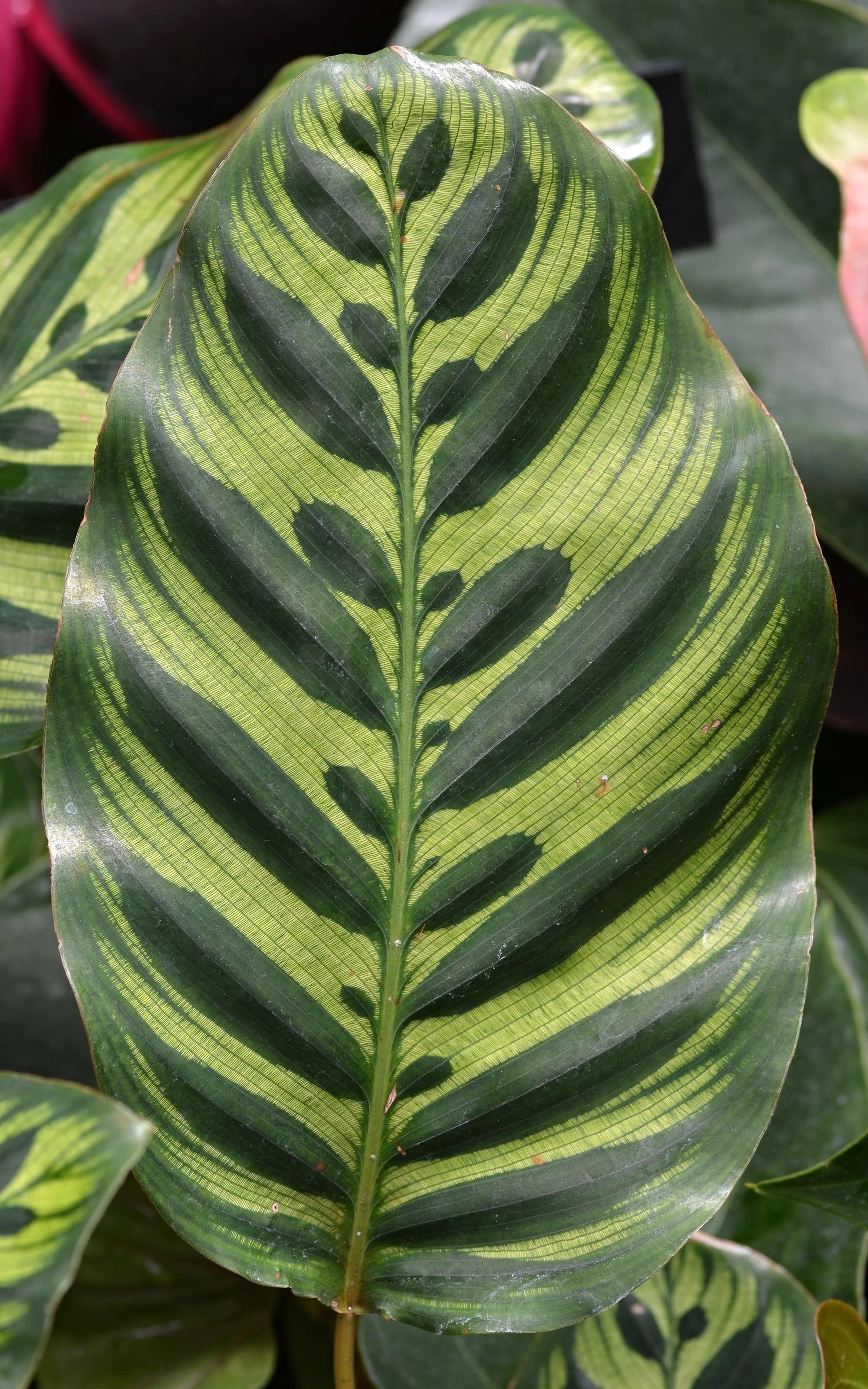 Peacock Plant thumbnail 3
