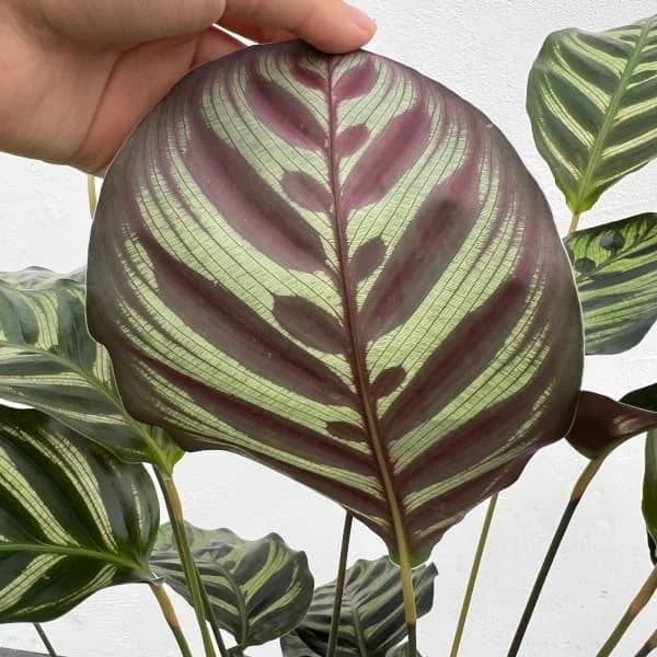Peacock Plant thumbnail 4