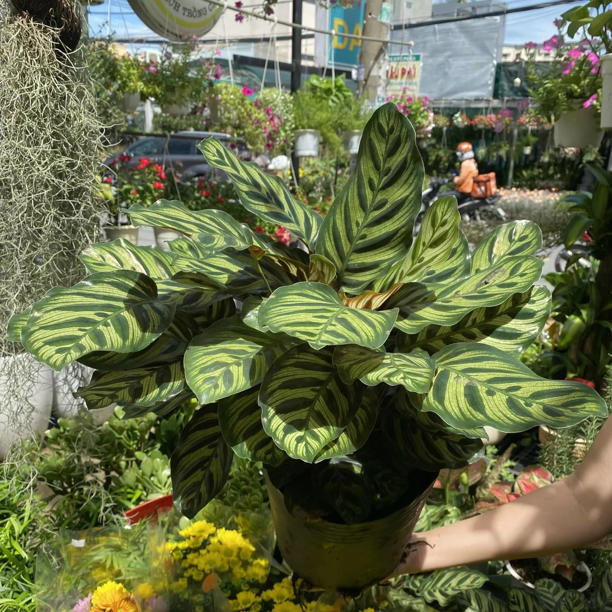 Peacock Plant thumbnail 5