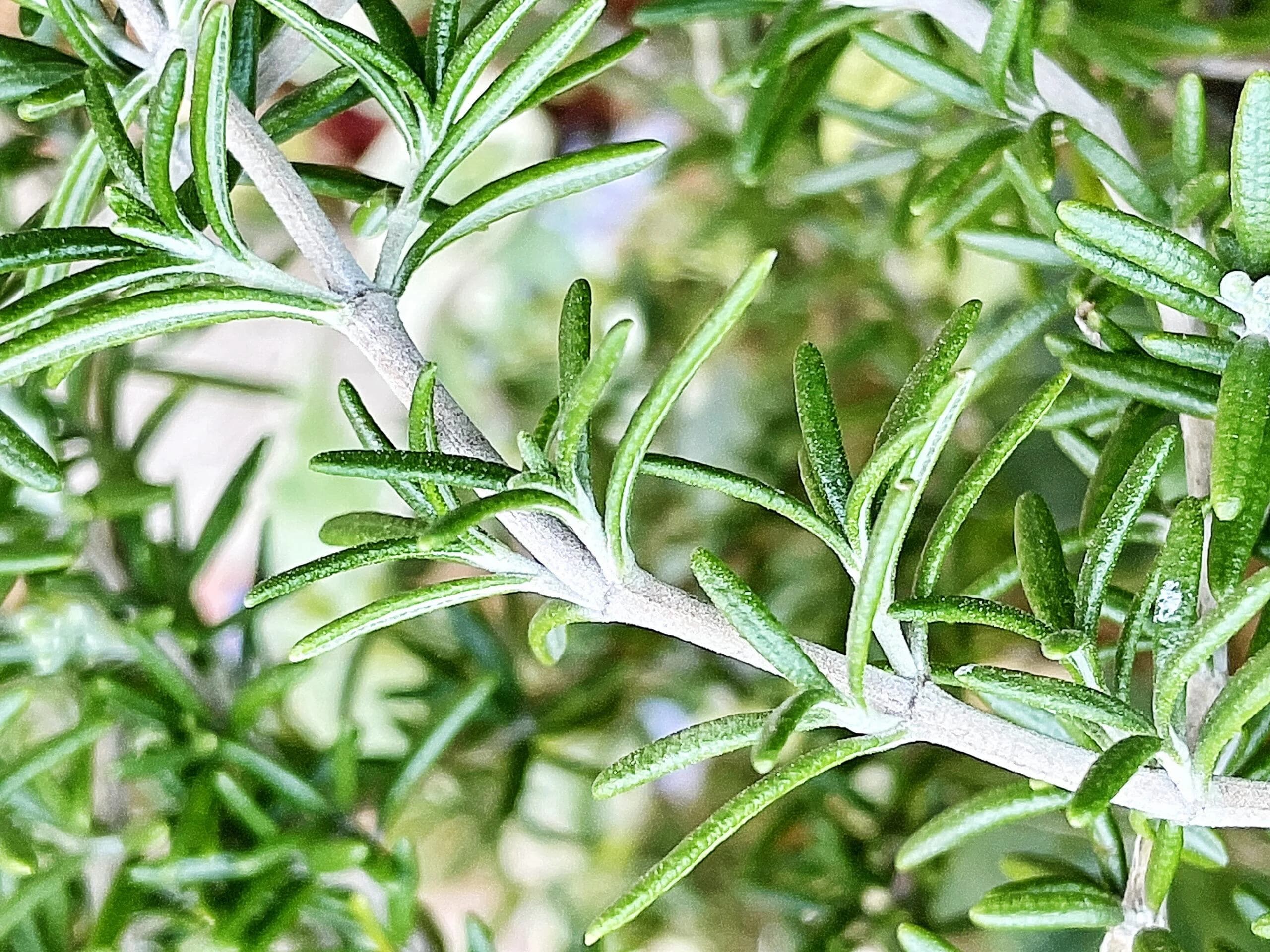 Rose Mery Plant thumbnail 3