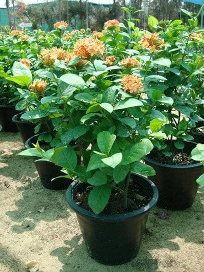 Sandal Ixora Plant thumbnail 2