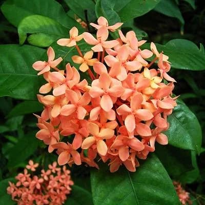Sandal Ixora Plant thumbnail 3