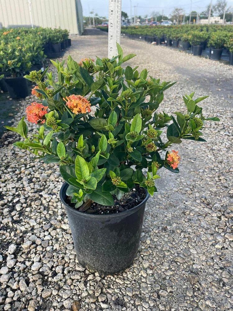 Sandal Ixora Plant thumbnail 4