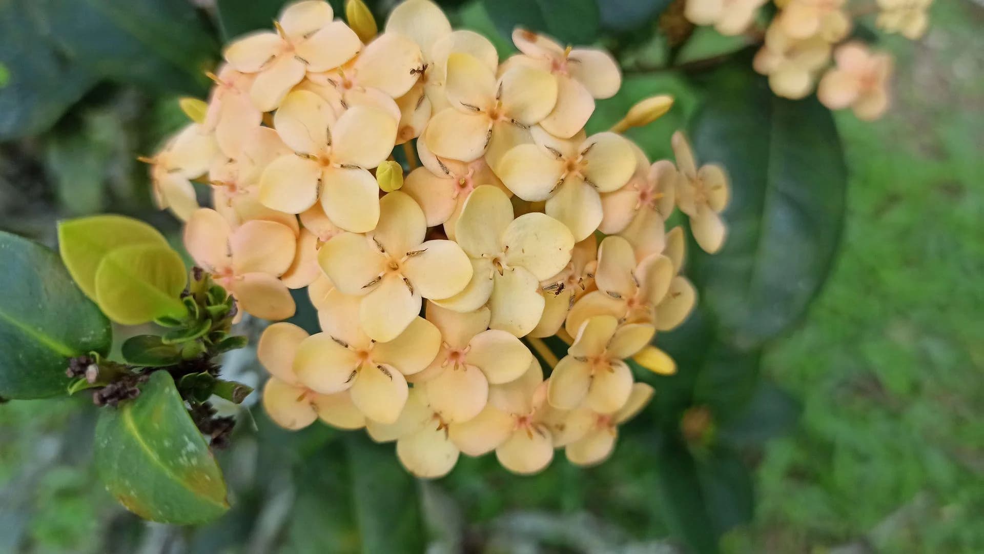 Sandal Ixora Plant thumbnail 5