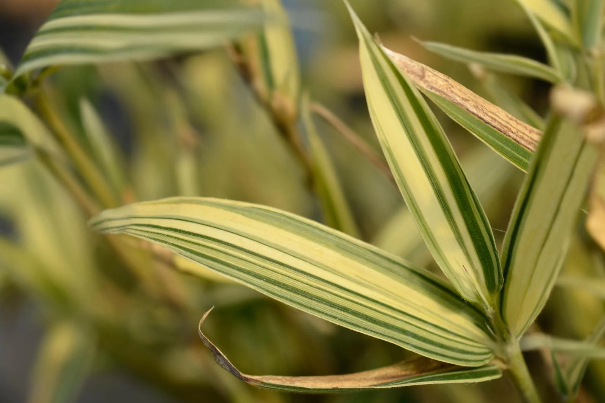 Varigated Bamboo thumbnail 2