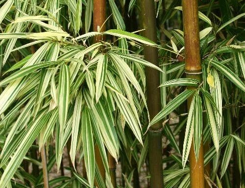 Varigated Bamboo thumbnail 4