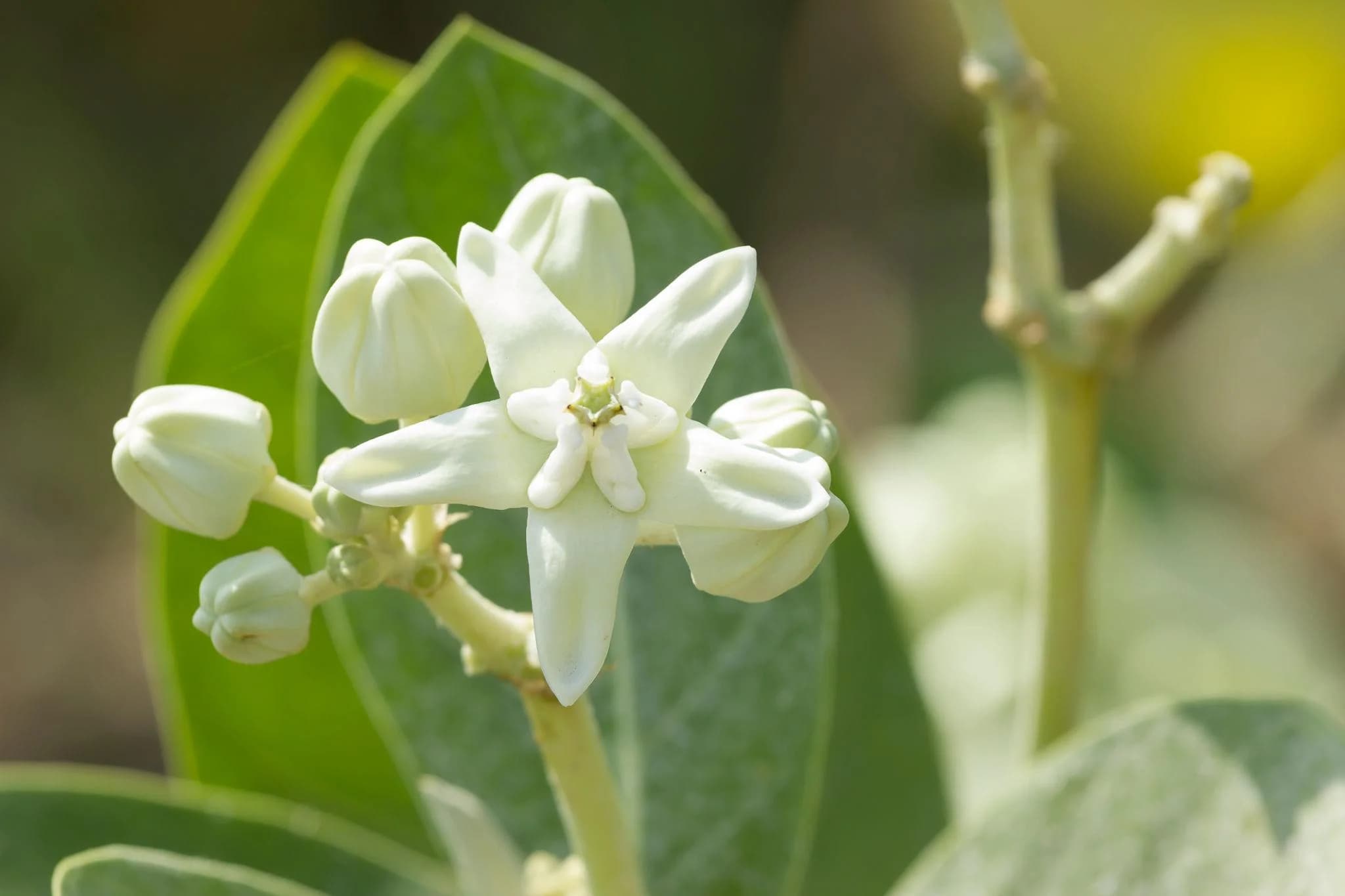 White Eruku Plant
