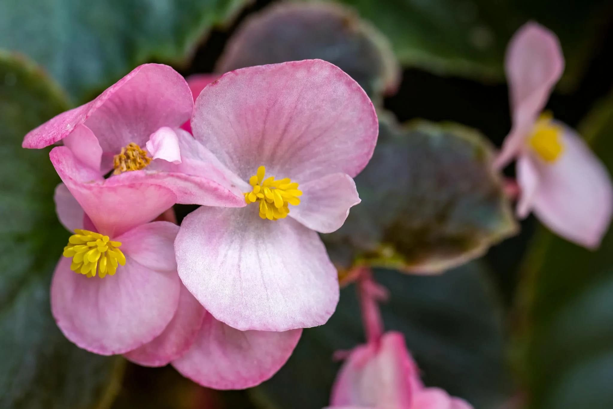 Begonia