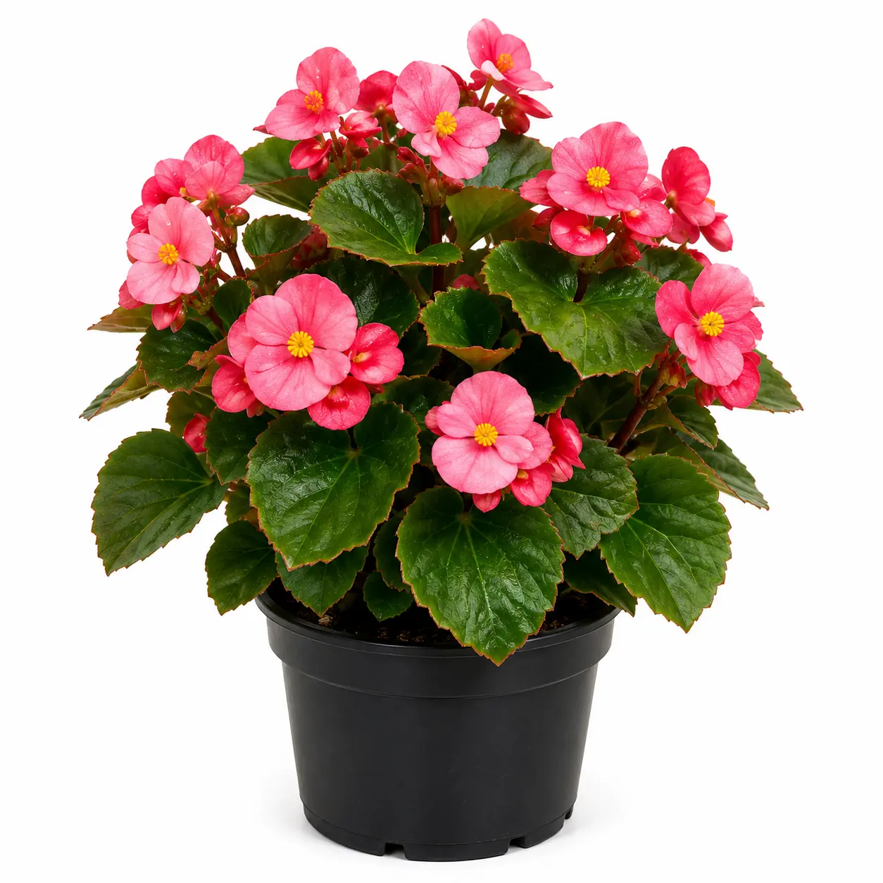 Begonia
