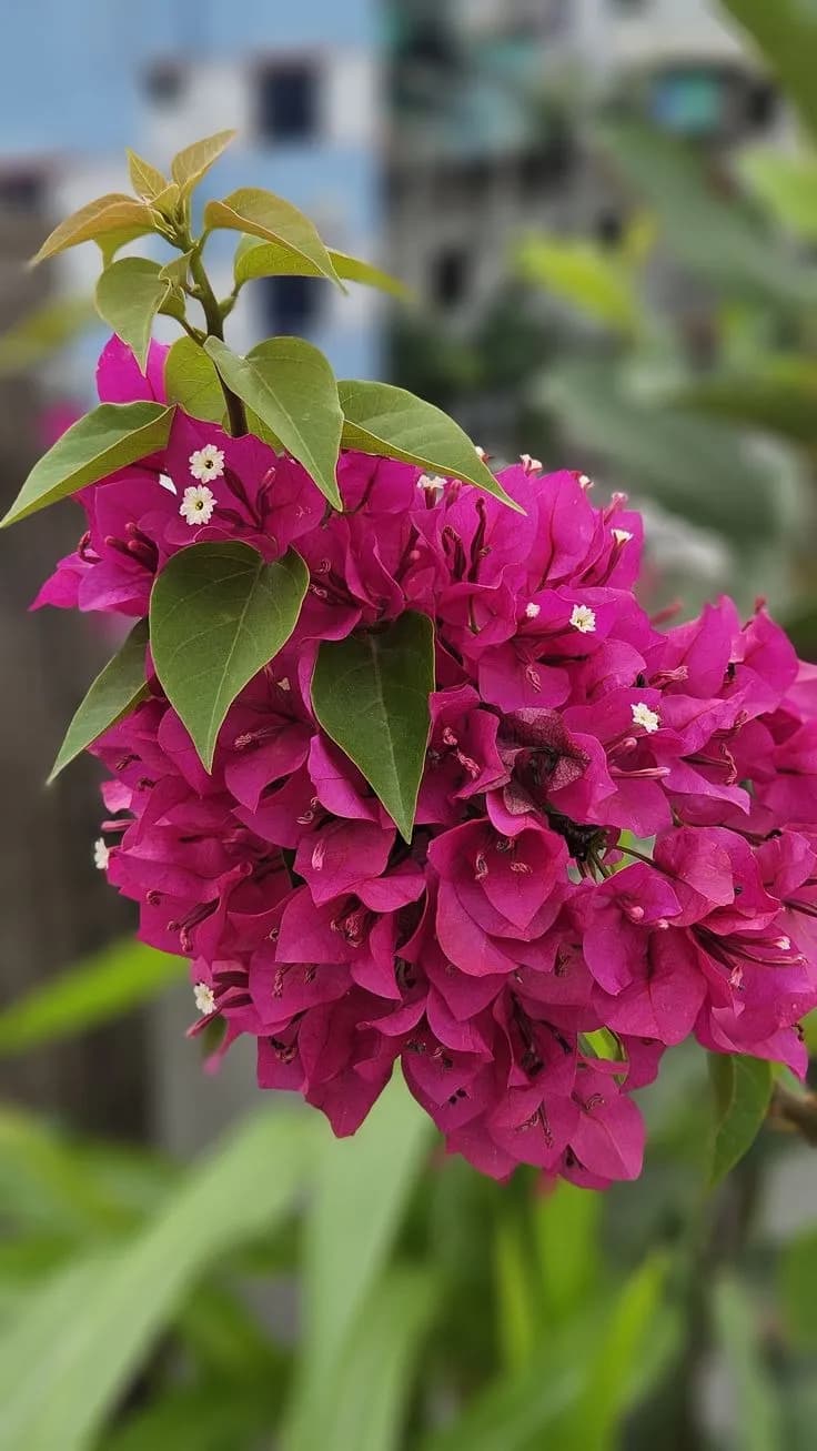 Bougainvillea Big Plant thumbnail 3