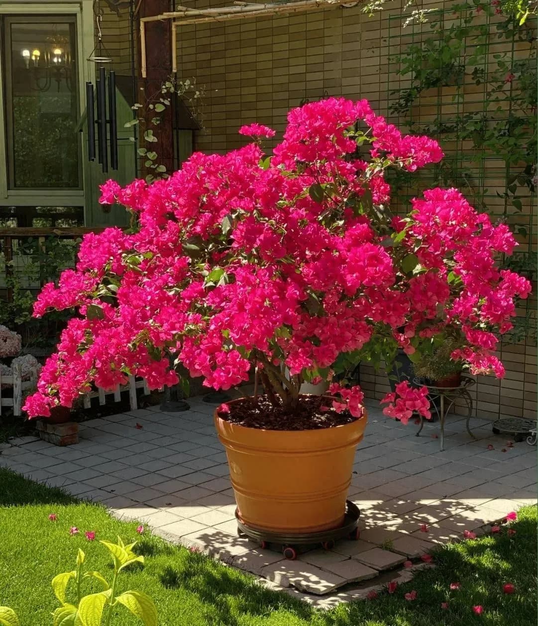 Bougainvillea Big Plant thumbnail 5