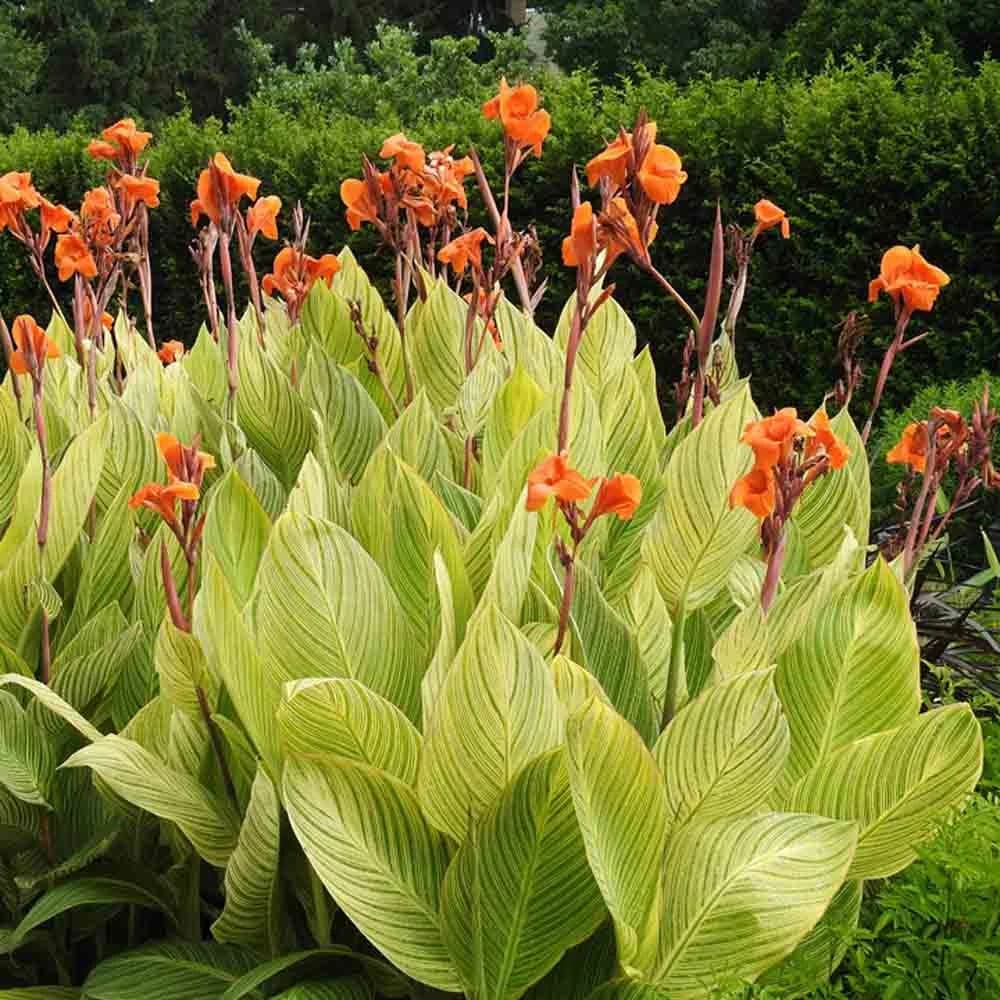 Canan Plant thumbnail 3