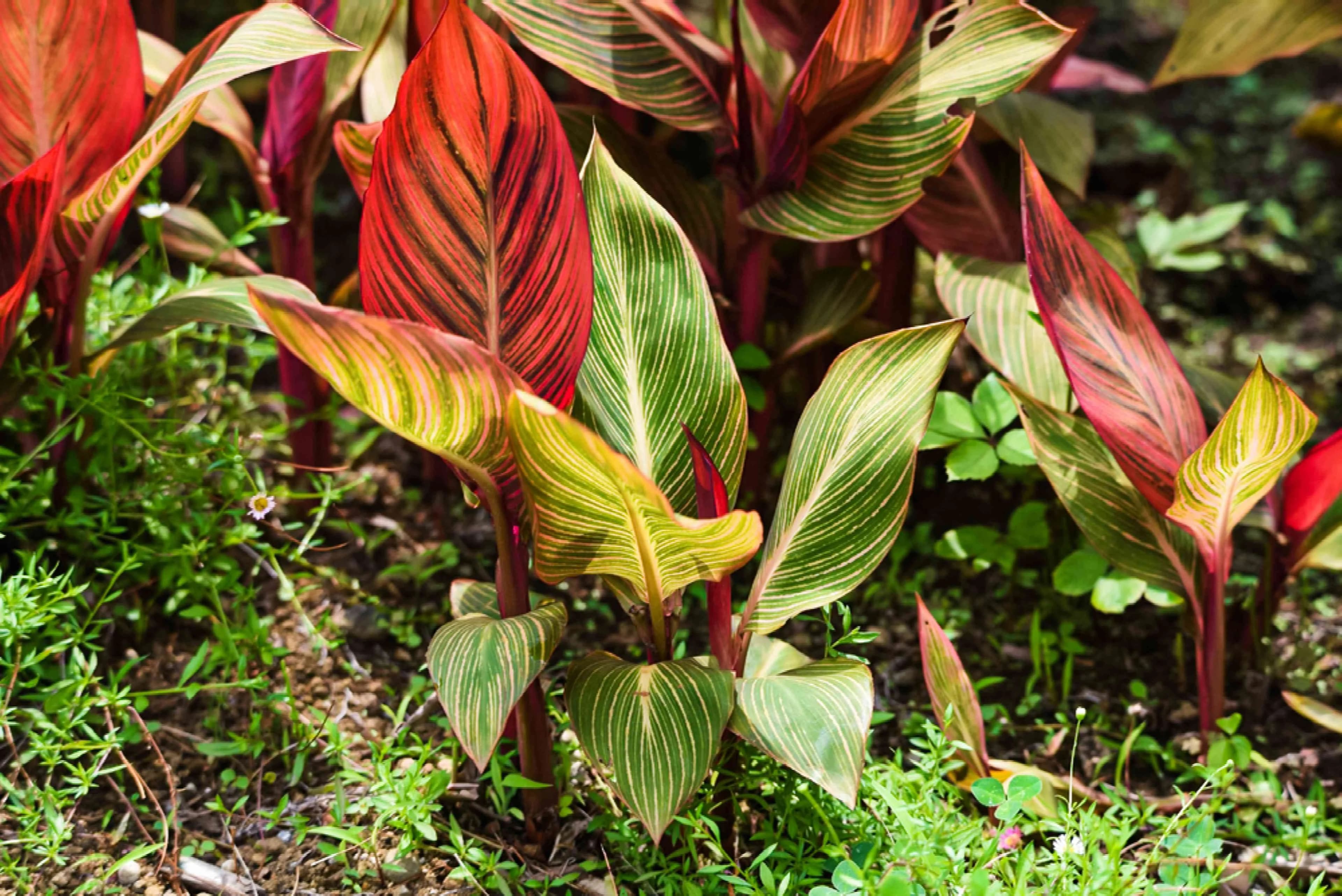 Canan Plant thumbnail 5