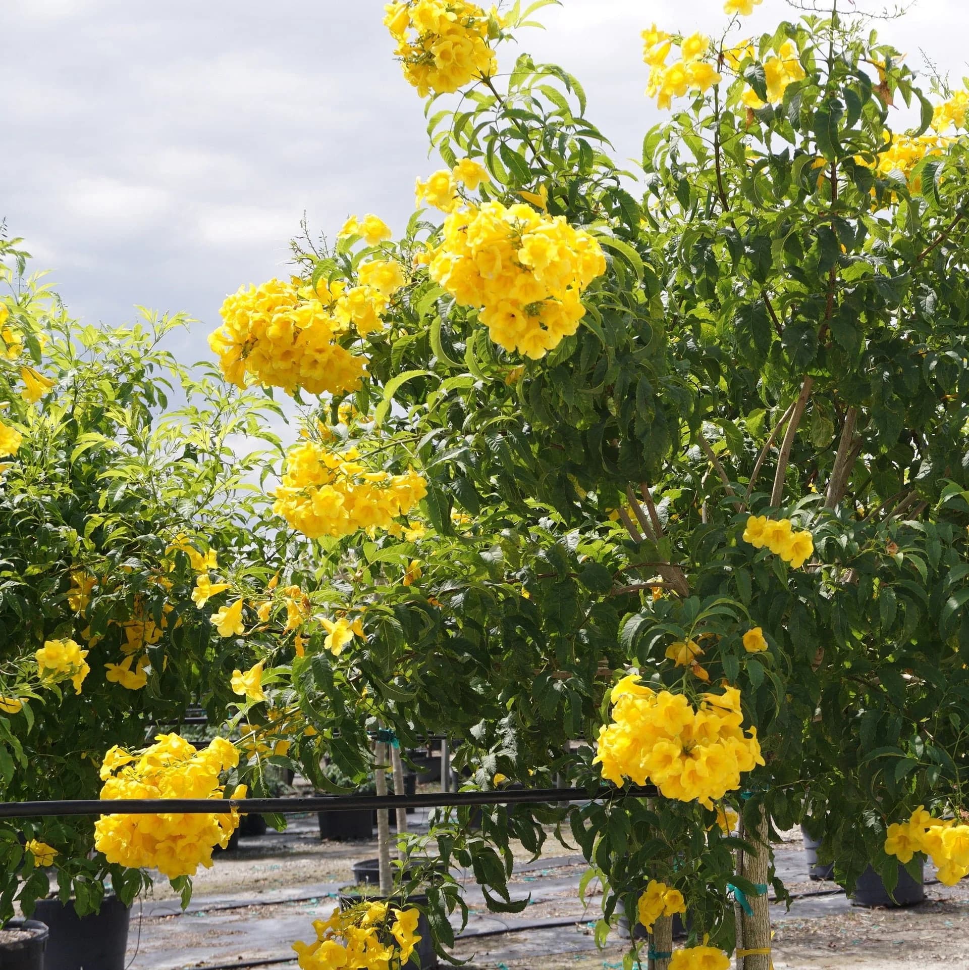 Decoma Plant Yellow thumbnail 5