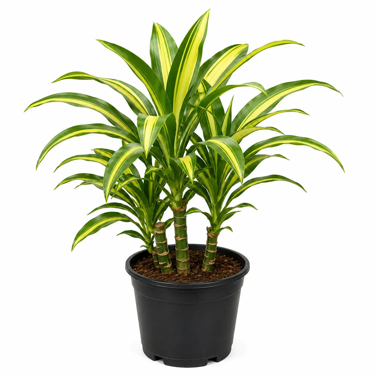 Dronium Plant