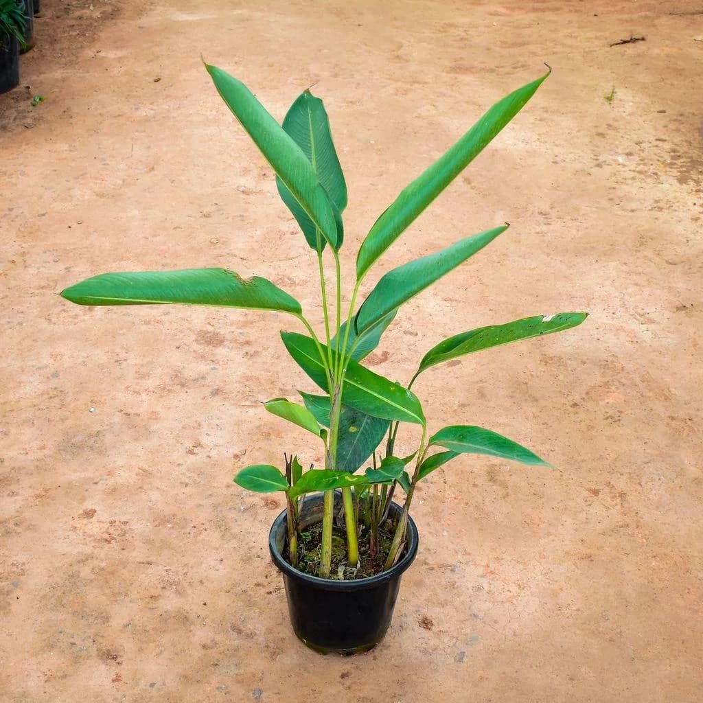 Heliconia