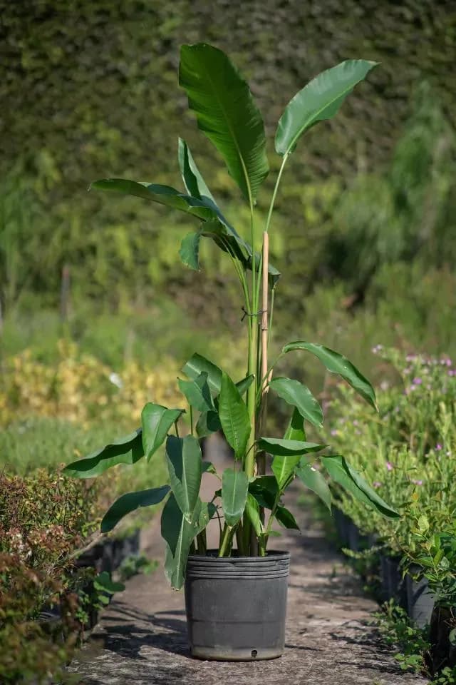 Heliconia thumbnail 2
