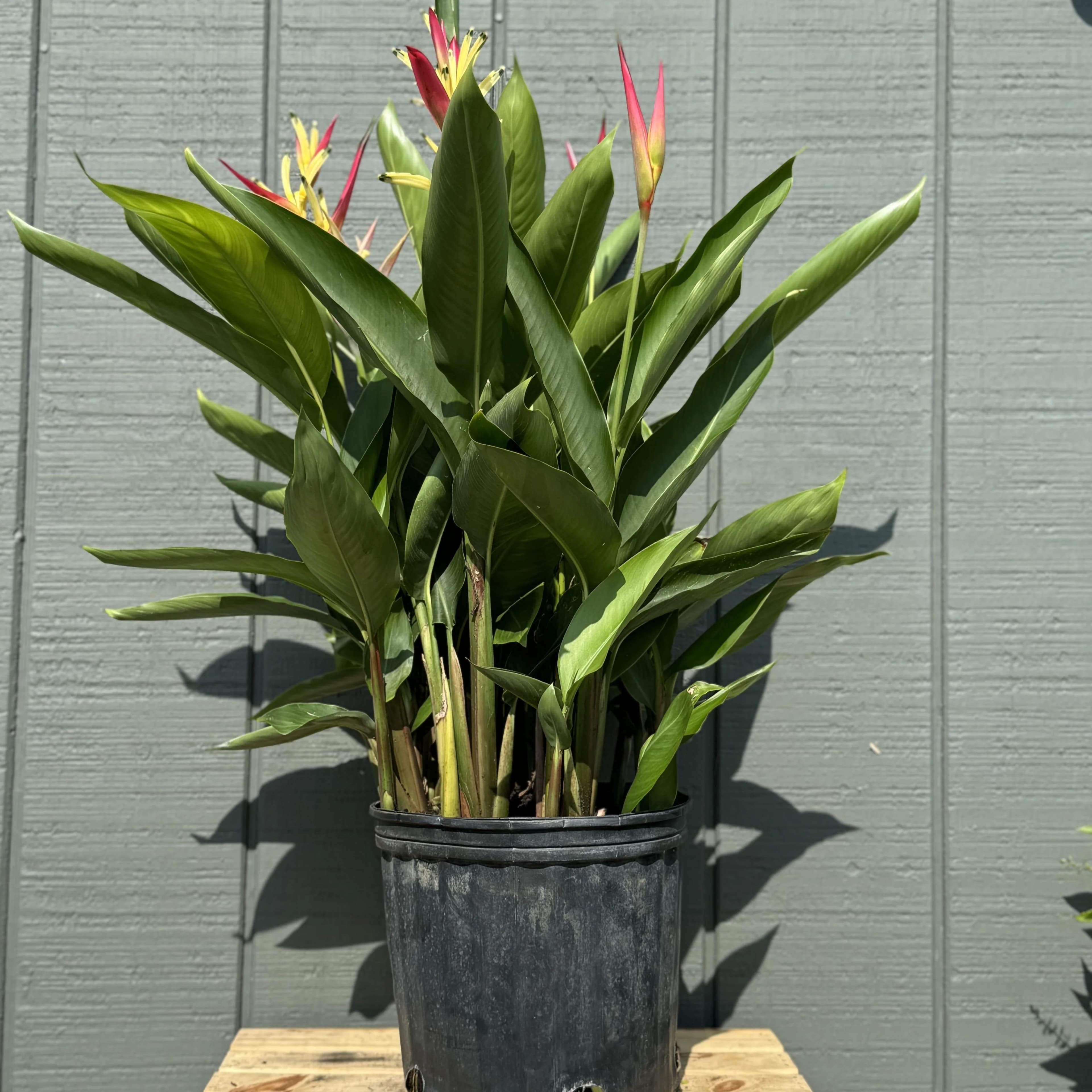 Heliconia thumbnail 5