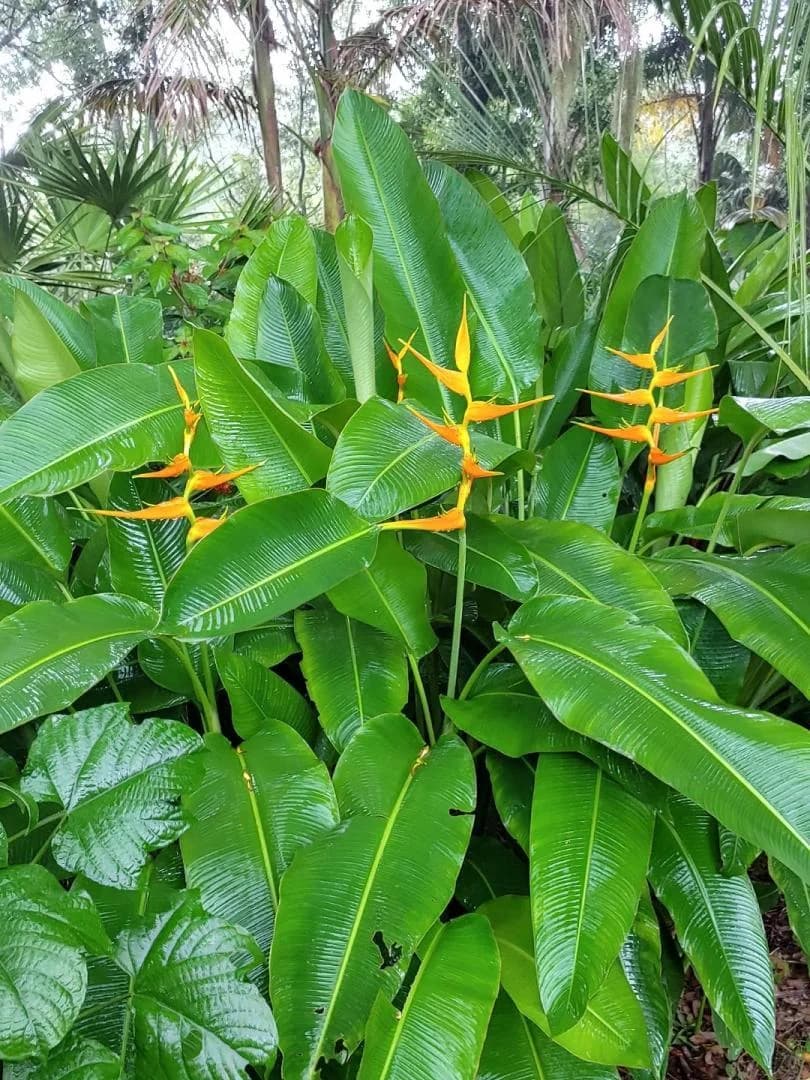 Heliconia thumbnail 6