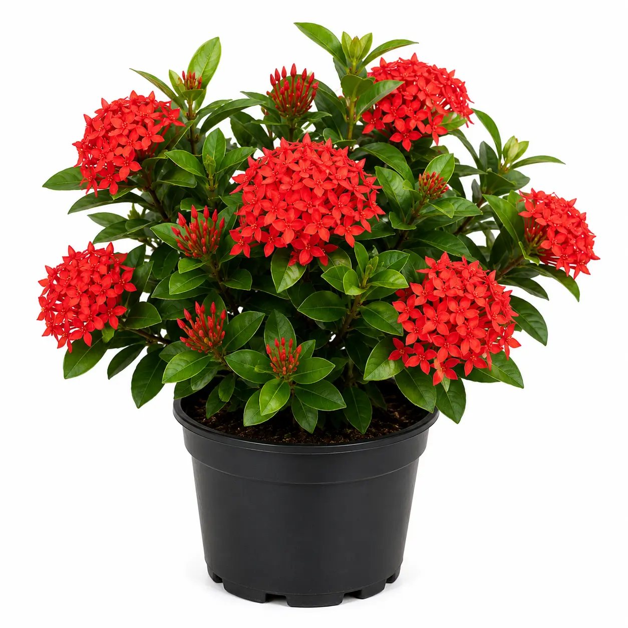 Ixora Red