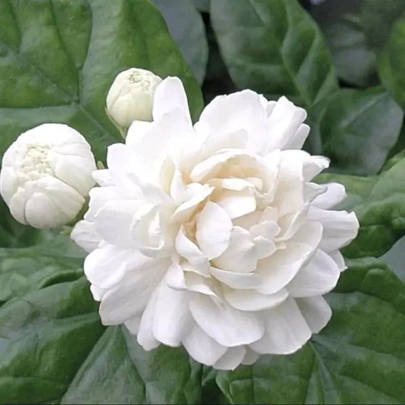 Kundu Malli Plant