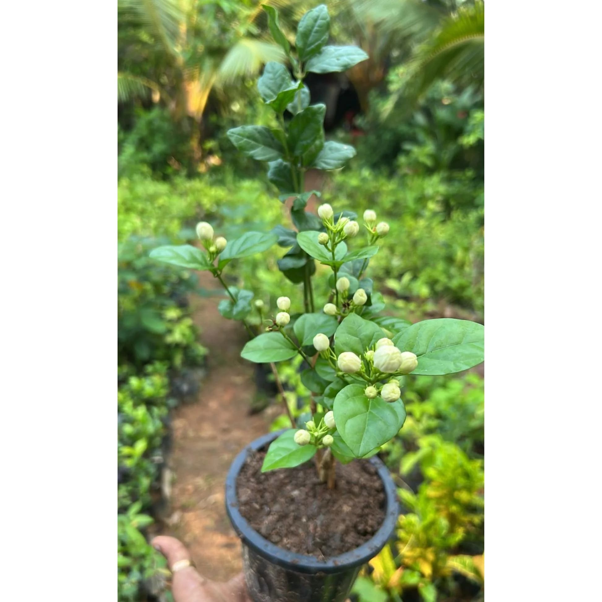Kundu Malli Plant thumbnail 2