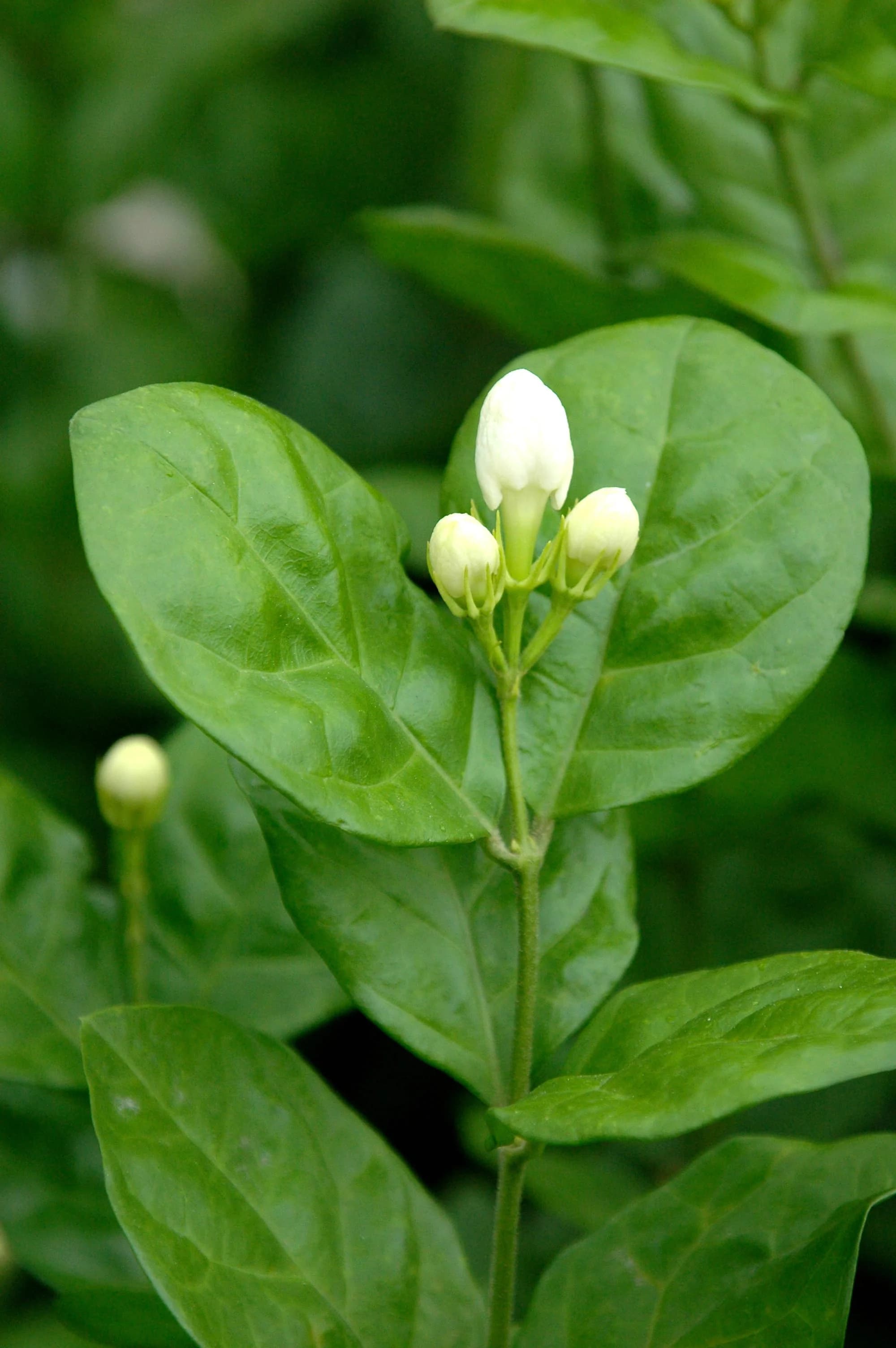 Kundu Malli Plant thumbnail 3