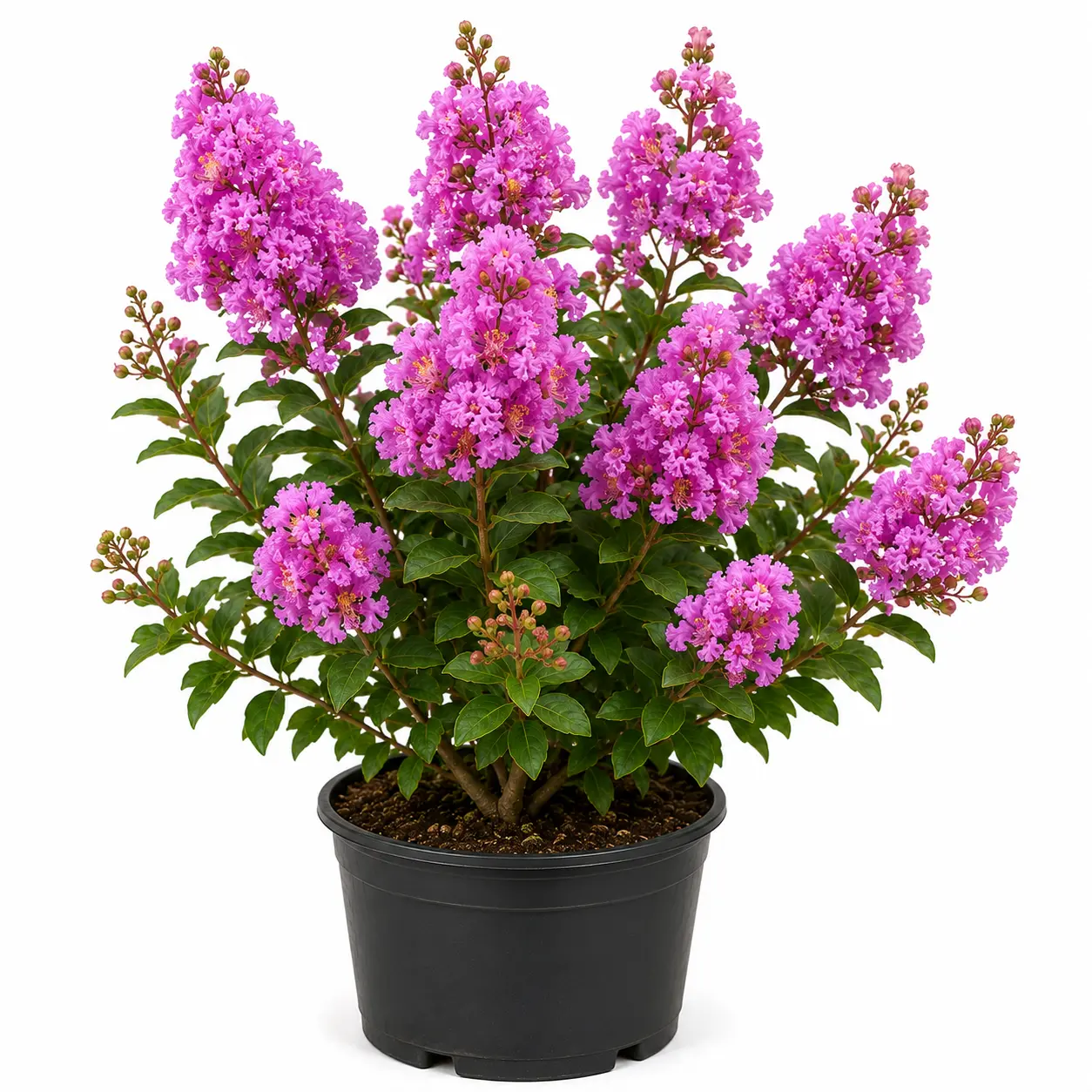 Lagerstroemia