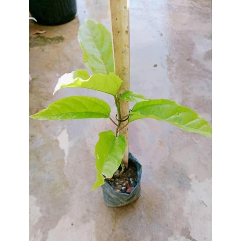 Live Passion Fruit Plant, Healthy Rooted Vine, Fast Growing, Suitable For Home Garden