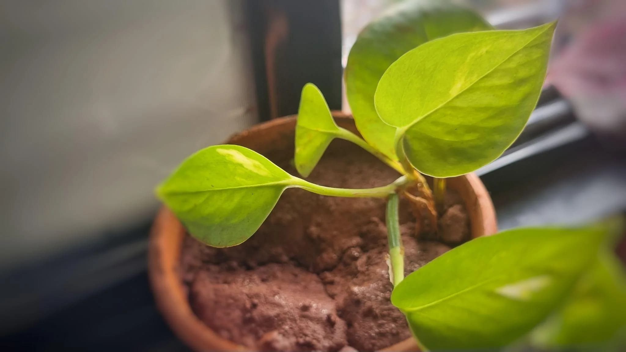 Money Plant thumbnail 3