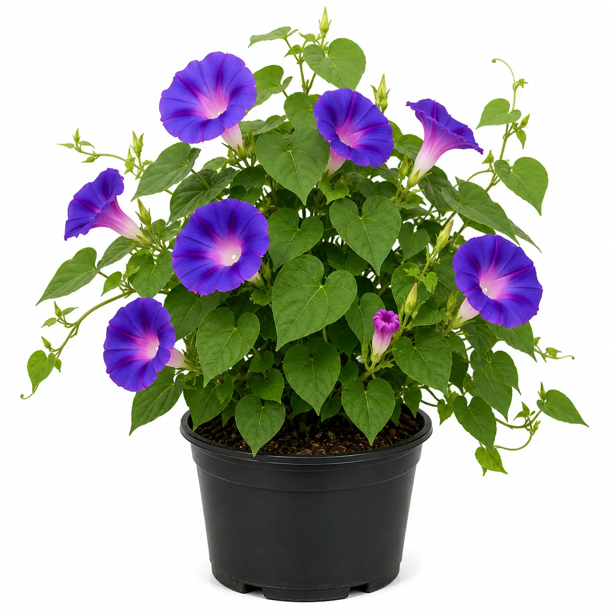 Morning Glory