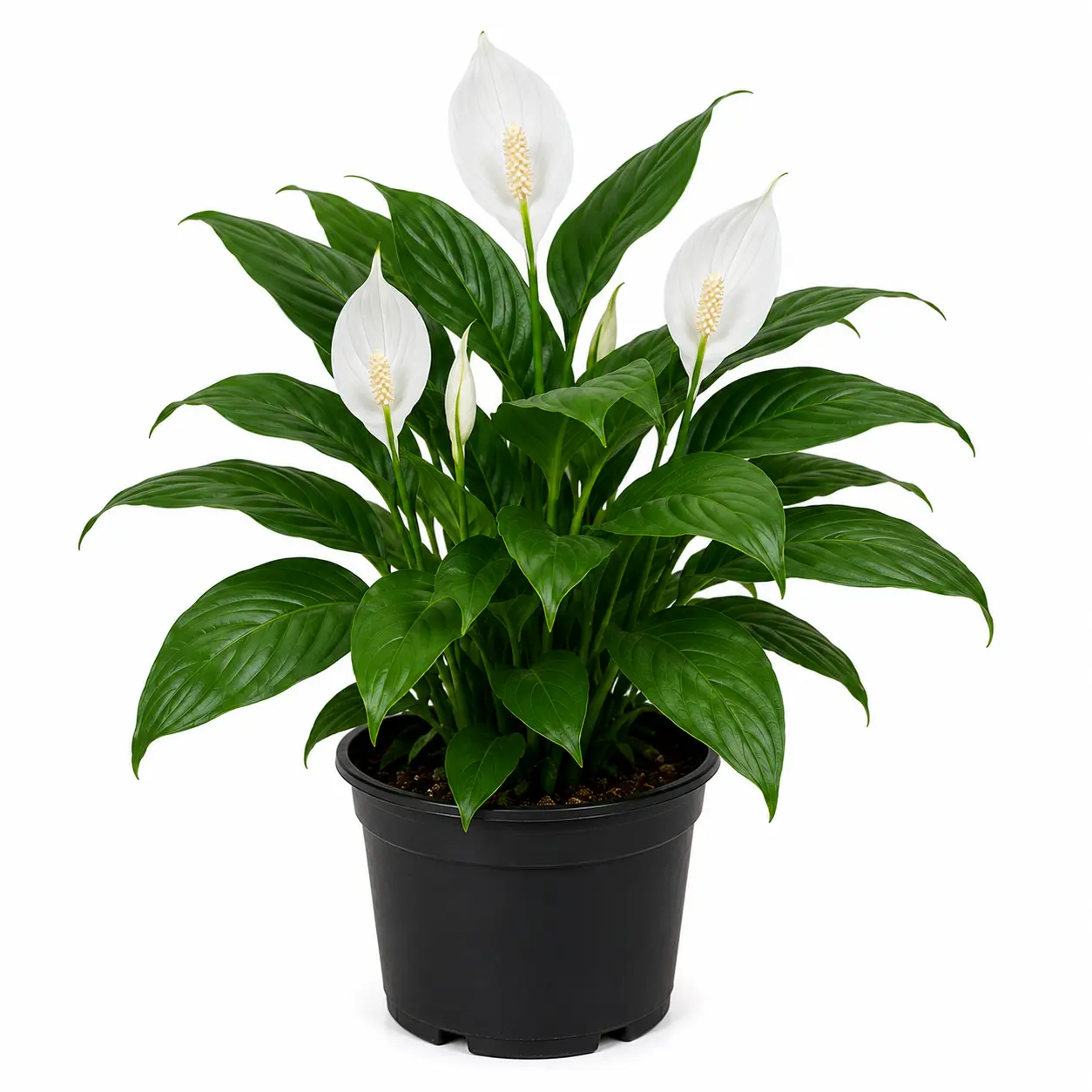Peace Lily