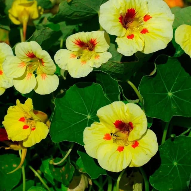 Pride Vine