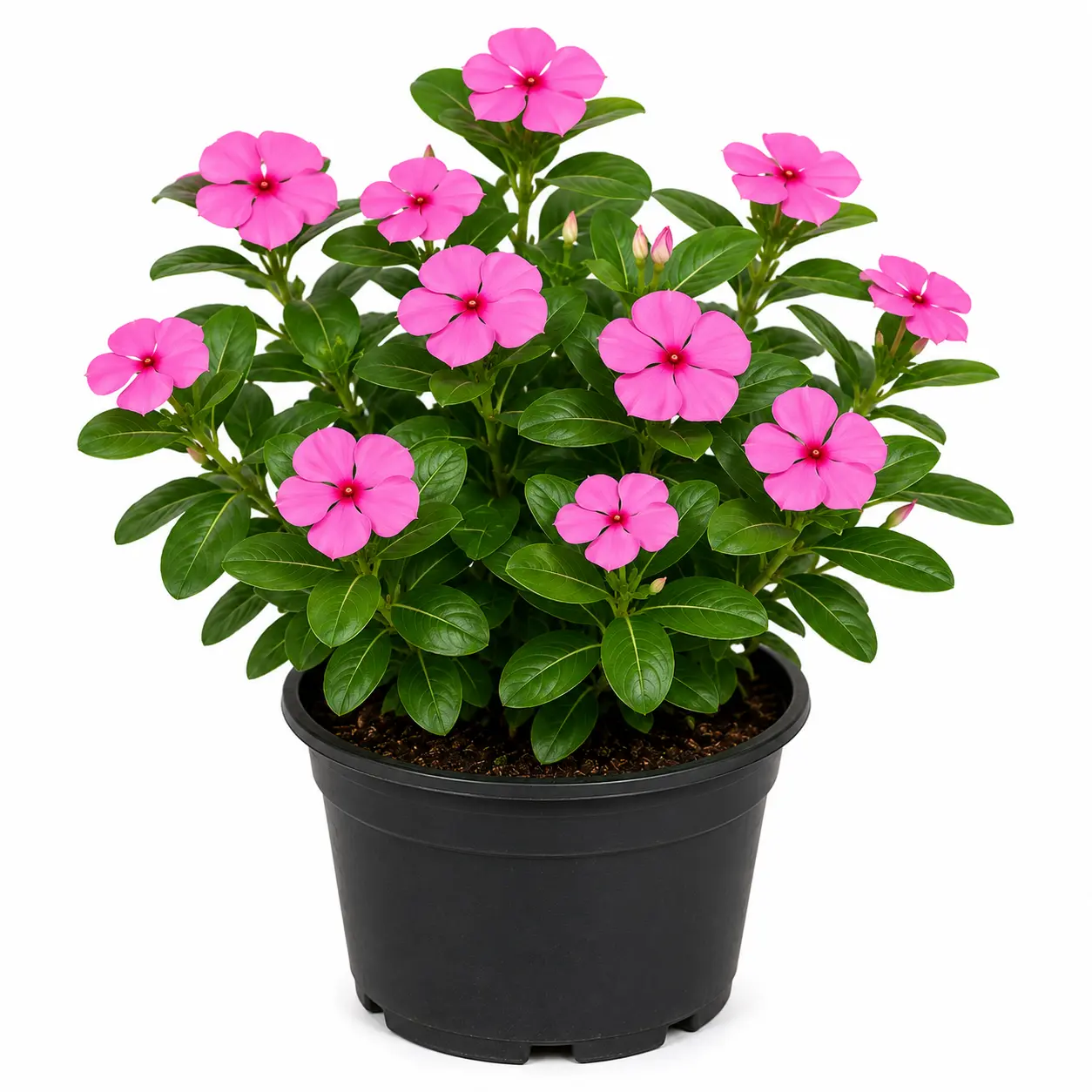 Vinca Rosea