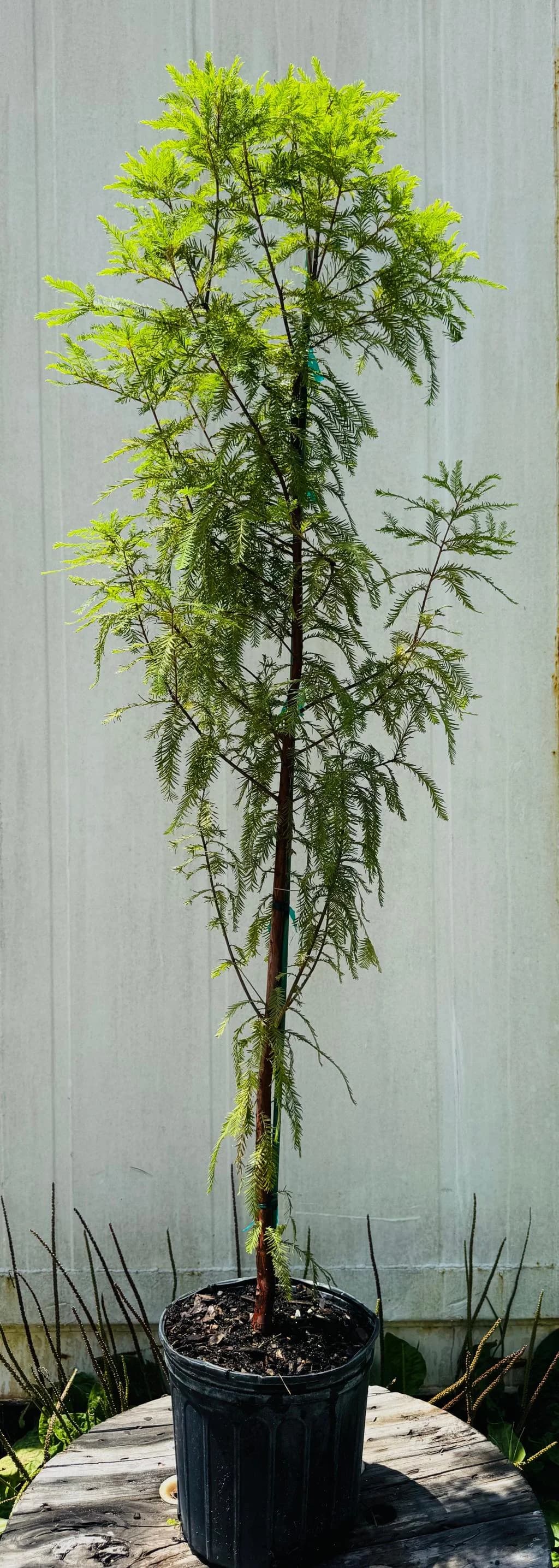 Water Cypress Plant thumbnail 4