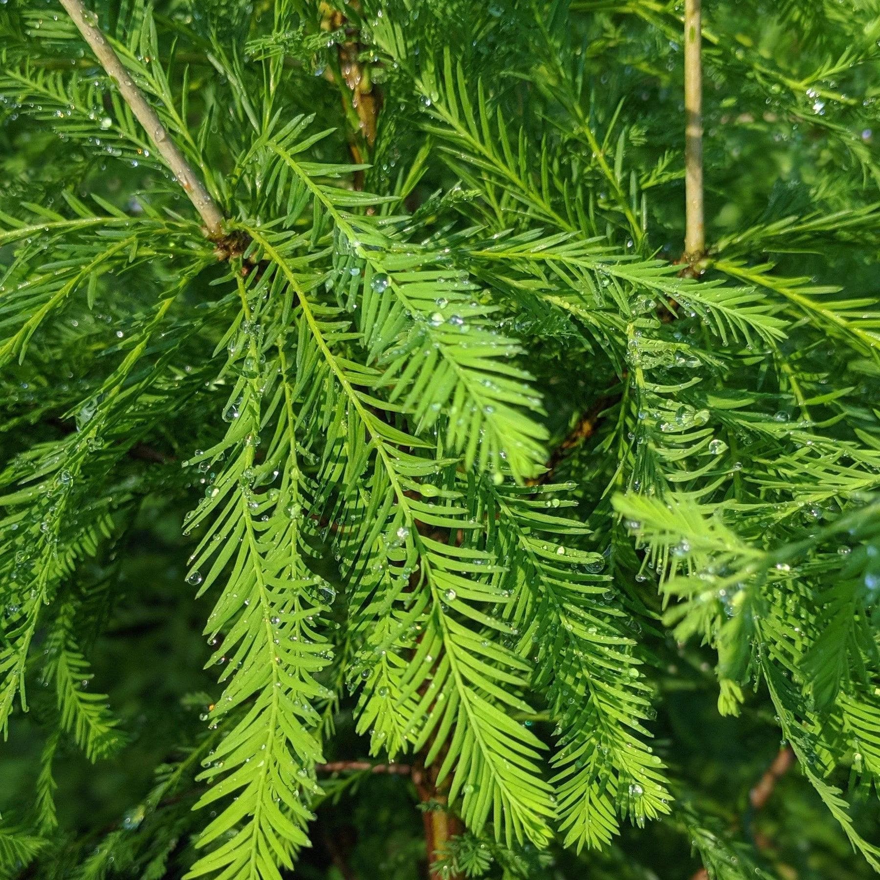 Water Cypress Plant thumbnail 5